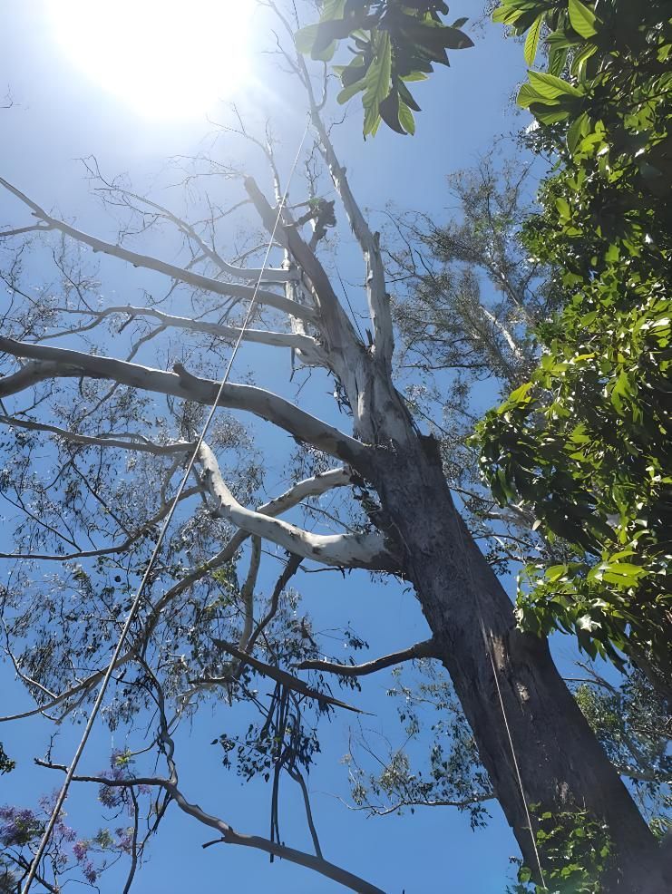 Looking Up at a Tree With the Sun Shining Through the Branches — Steve Cubis Tree Services In Nimbin, NSW