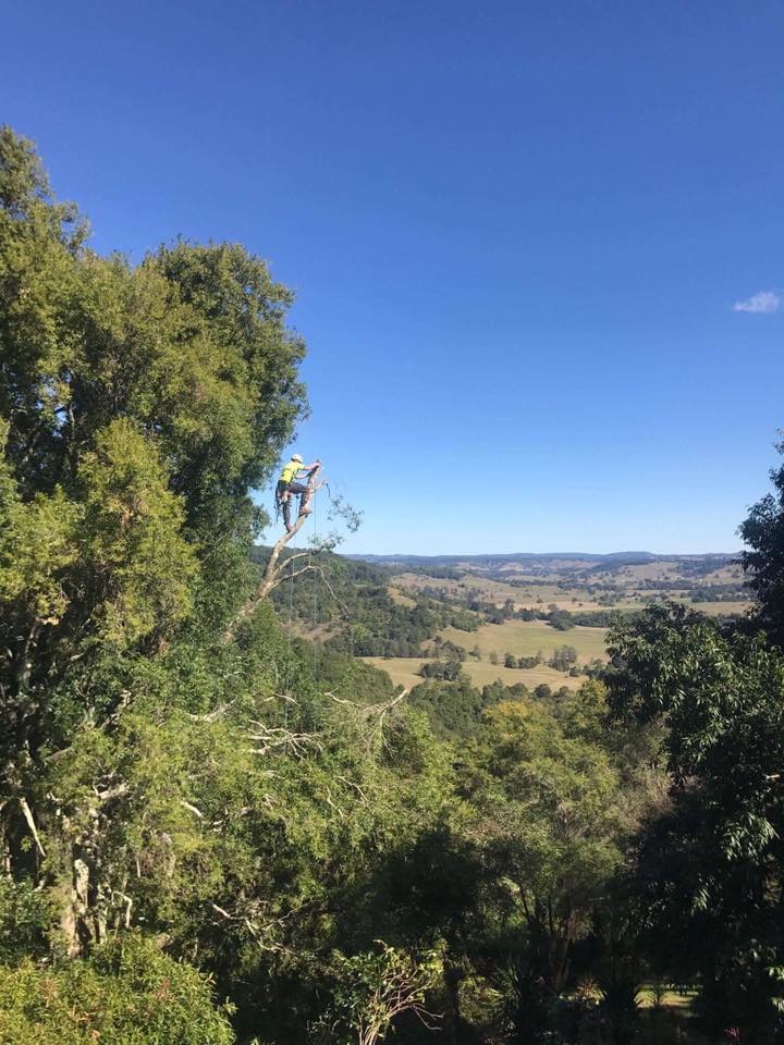 Tree Removal — Arborist in Lismore, NSW