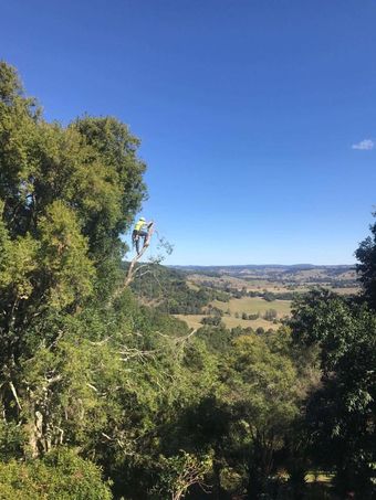 A Man is Standing on Top of a Tree in the Middle of a Forest — Steve Cubis Tree Services In Lismore, NSW