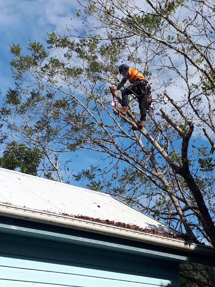 A Man is Climbing a Tree on Top of a Building — Steve Cubis Tree Services In Balina, NSW