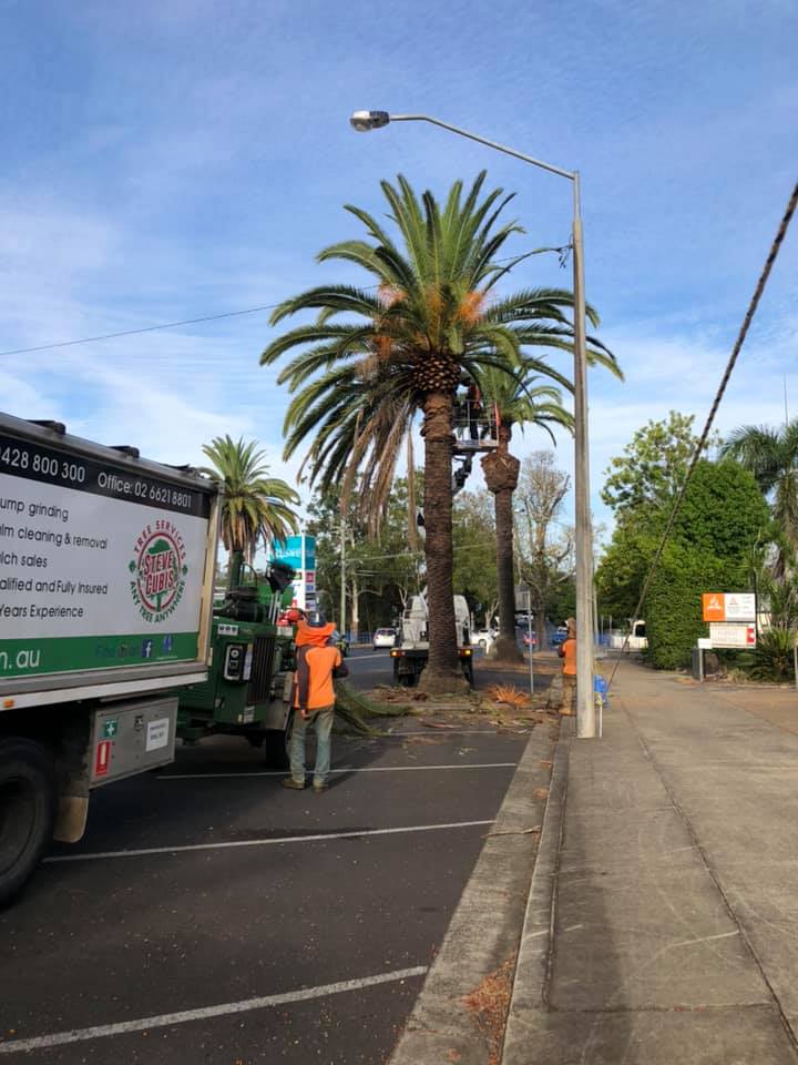 Tree Pruning — Arborist in Lismore, NSW