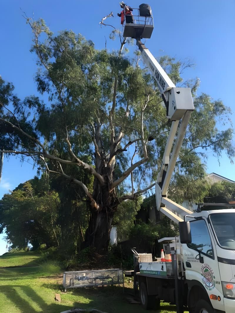 A Man is Cutting a Tree With a Crane — Steve Cubis Tree Services In Alstonville, NSW