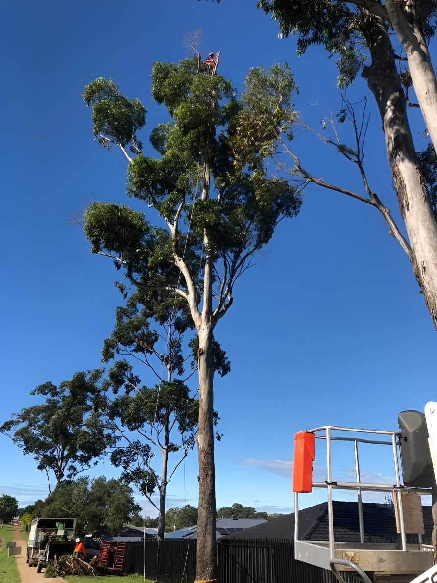 A Tree Being Cut Down by a Crane With a Blue Sky in the Background — Steve Cubis Tree Services In Alstonville, NSW