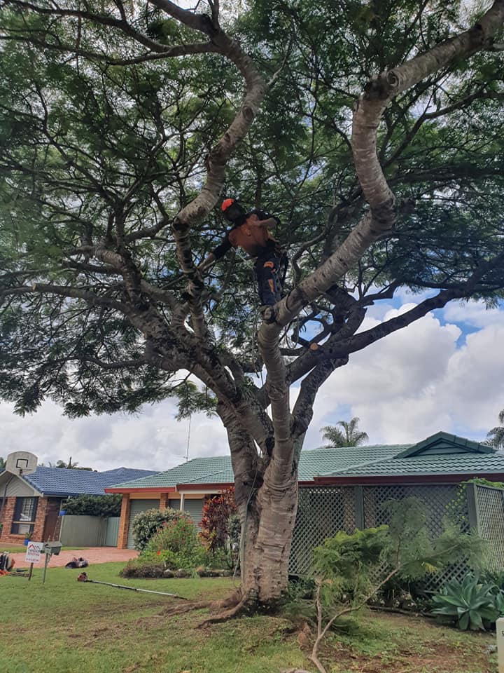 Man Conducting Tree Removal in Lismore