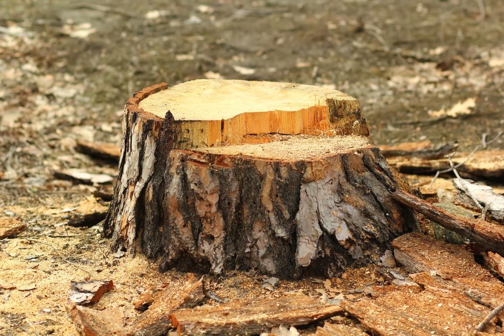 Tree Stump Grinding in Lismore, NSW