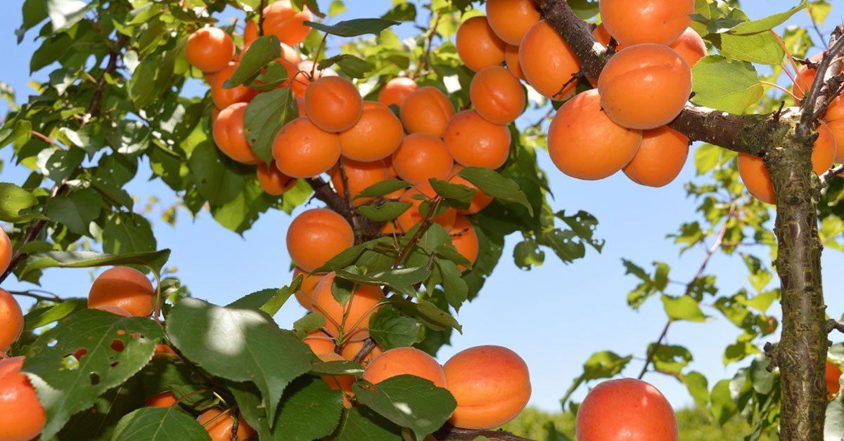 When to prune apricot trees in Australia
