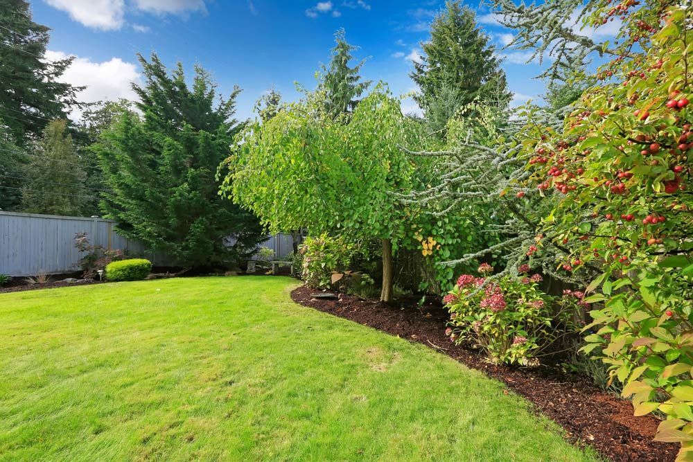 Backyard Landscape With Trees