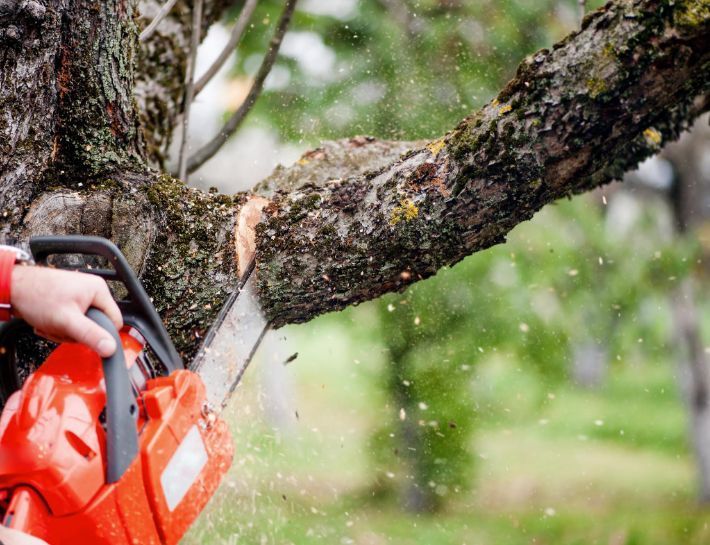 how much does a tree removal cost