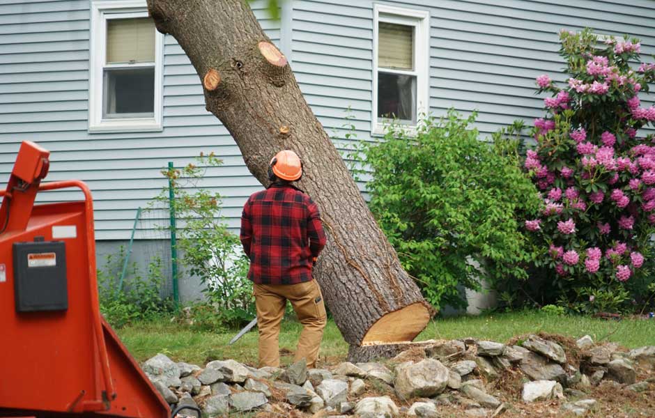 Arborist Removing Tree In A Residential Area in Lismore