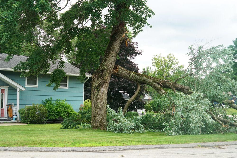 Emergency Tree Removal Needed For A Fallen Tree