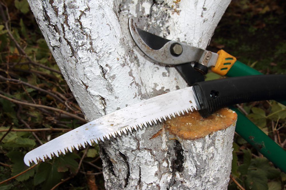 Garden hacksaw and a lopper