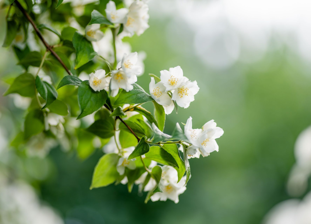 White blossoms on a leafy green branch with a soft blurred background
