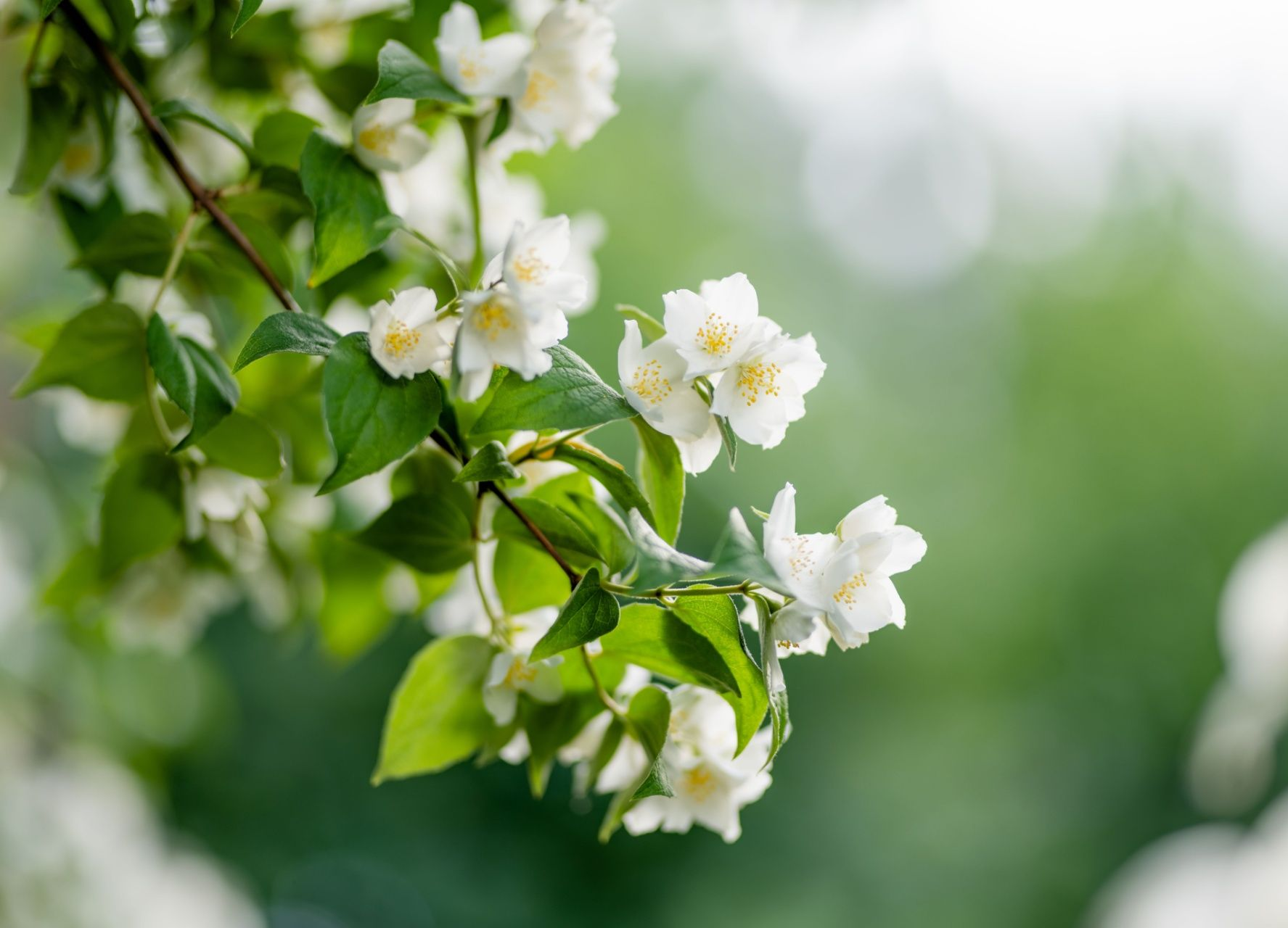White blossoms on a leafy green branch with a soft blurred background
