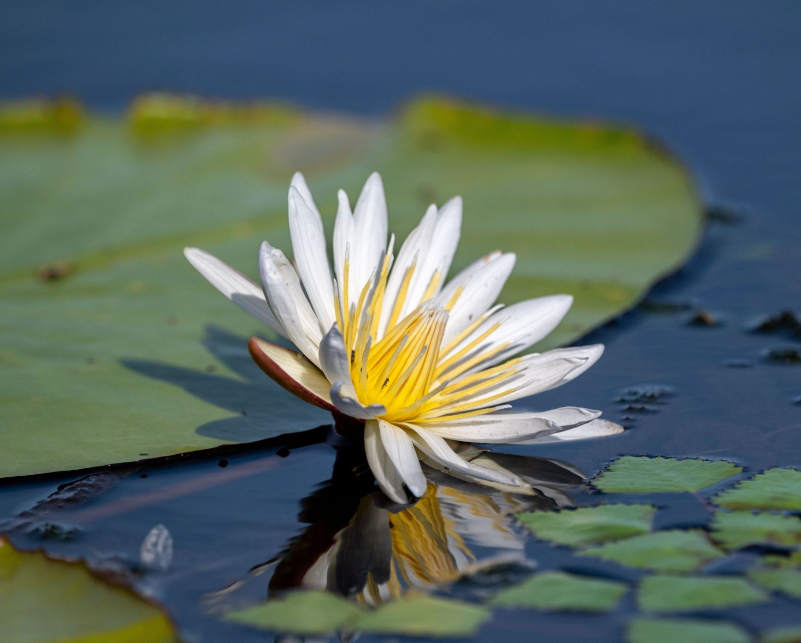 White water lily blooming on a dark pond beside a green lily pad, reflected in the water