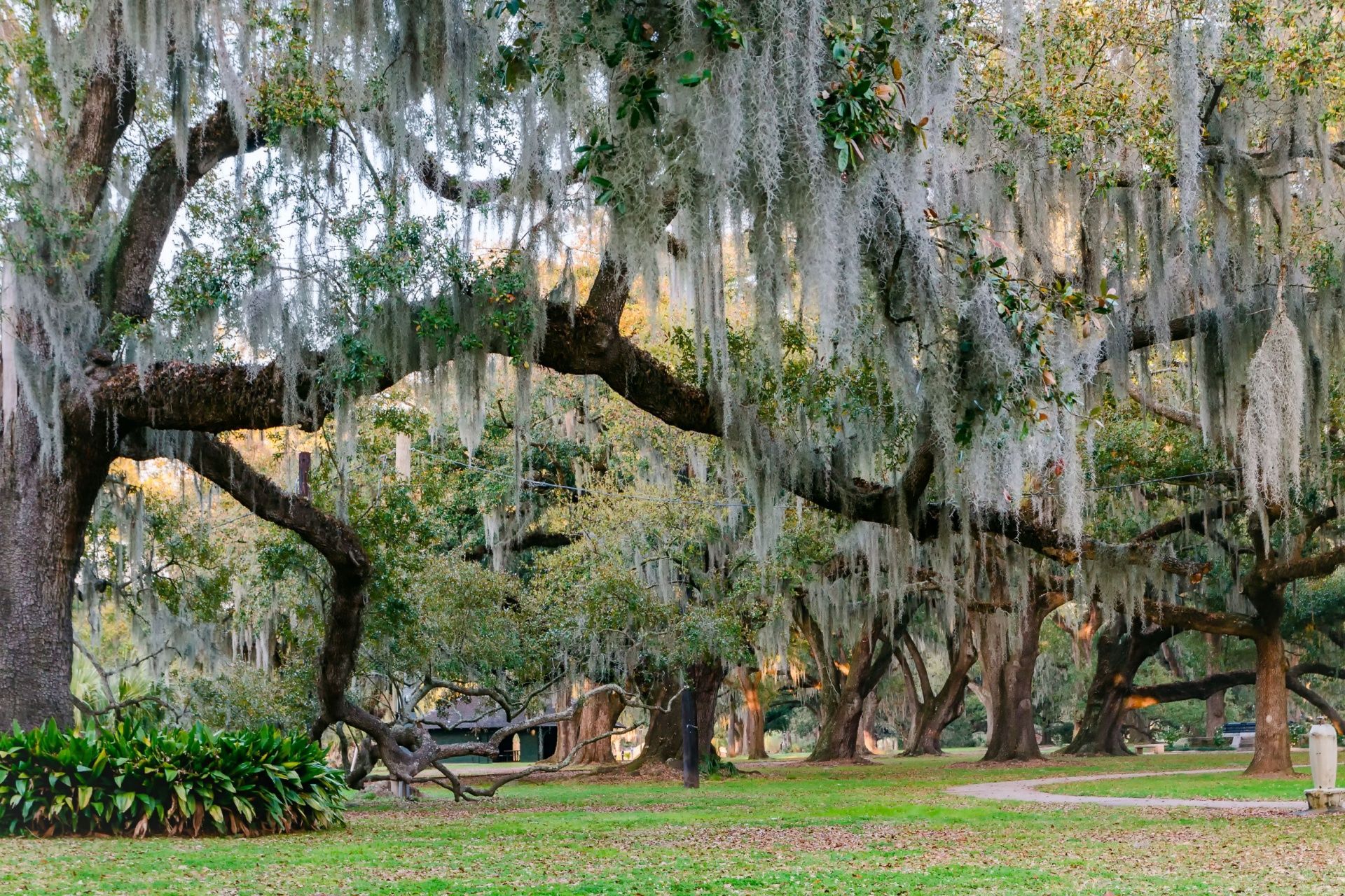 Large oak trees draped with Spanish moss in a park with green grass and benches