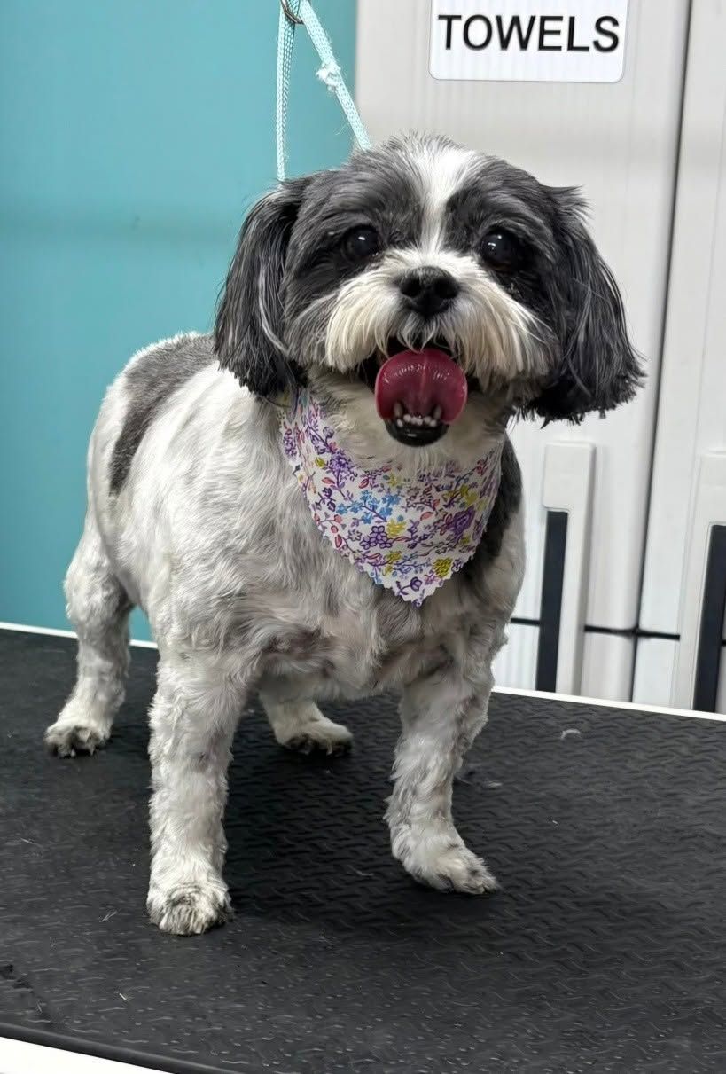 Small black-and-white dog on a grooming table, wearing a purple bandana, with tongue out.