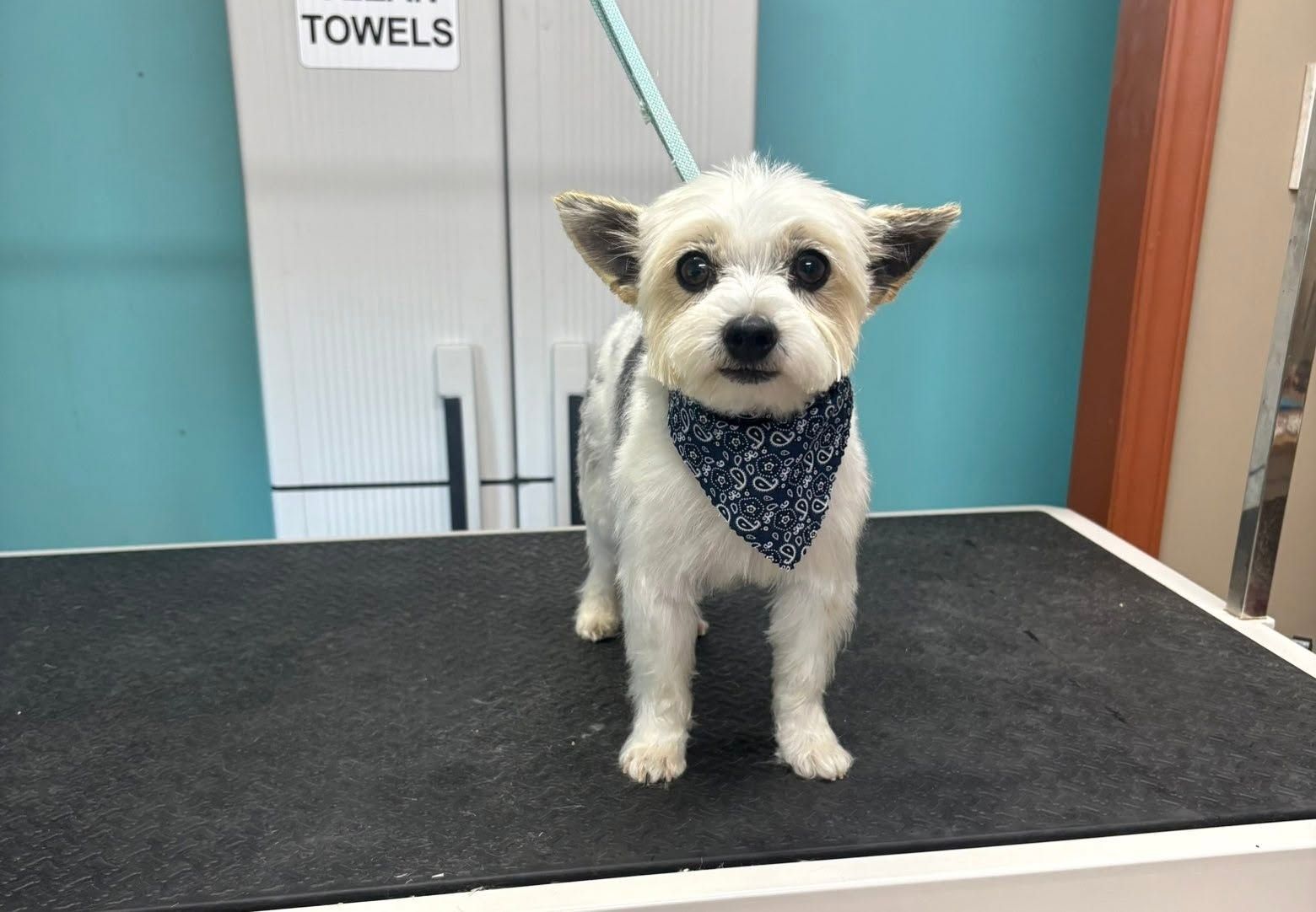 Small white dog wearing a blue bandana on a grooming table, looking at the camera.