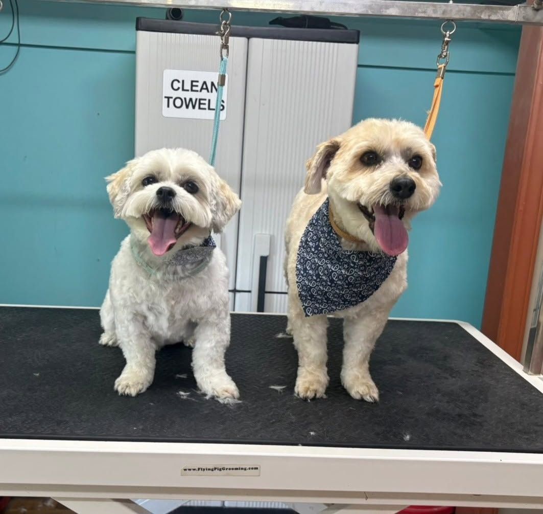 Two small dogs on a grooming table, panting with tongues out, one wearing a blue bandana.