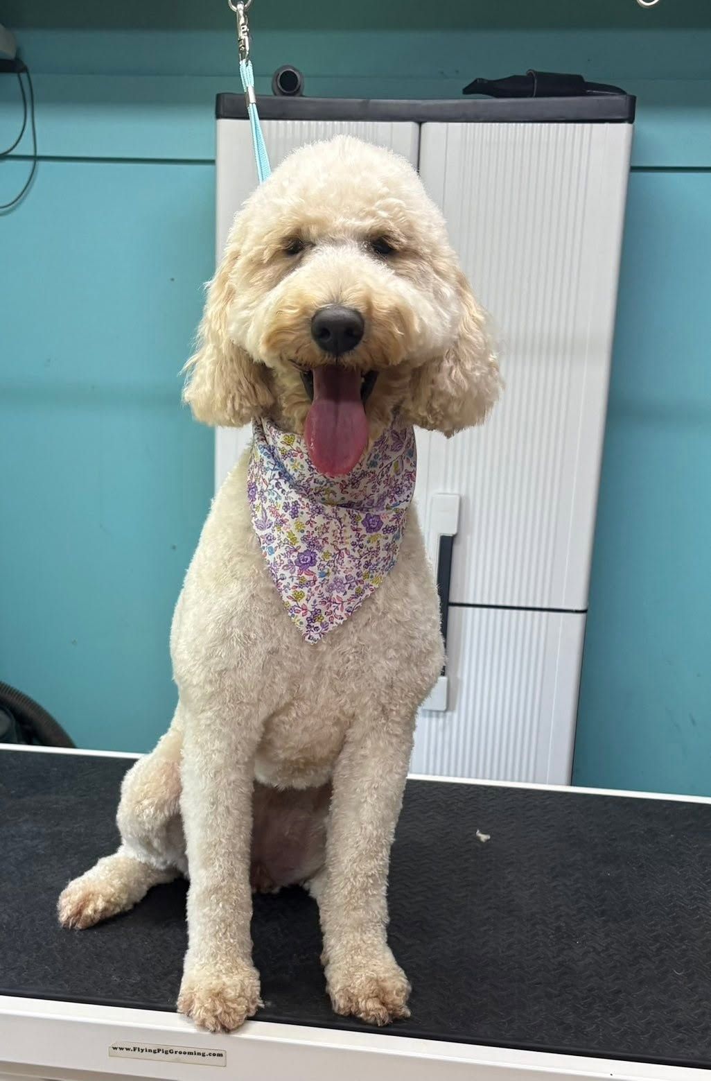 Curly cream-colored poodle sitting on a grooming table, wearing a patterned bandana and panting.