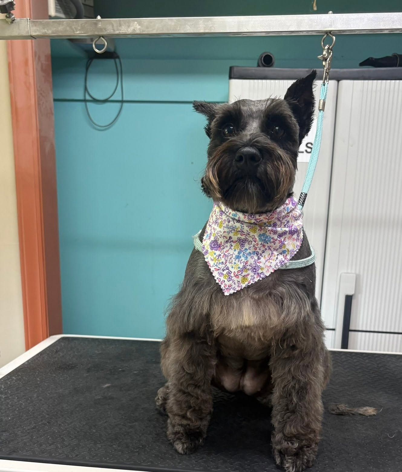 Small black dog sitting on a grooming table, wearing a sparkly bandana, in a salon.