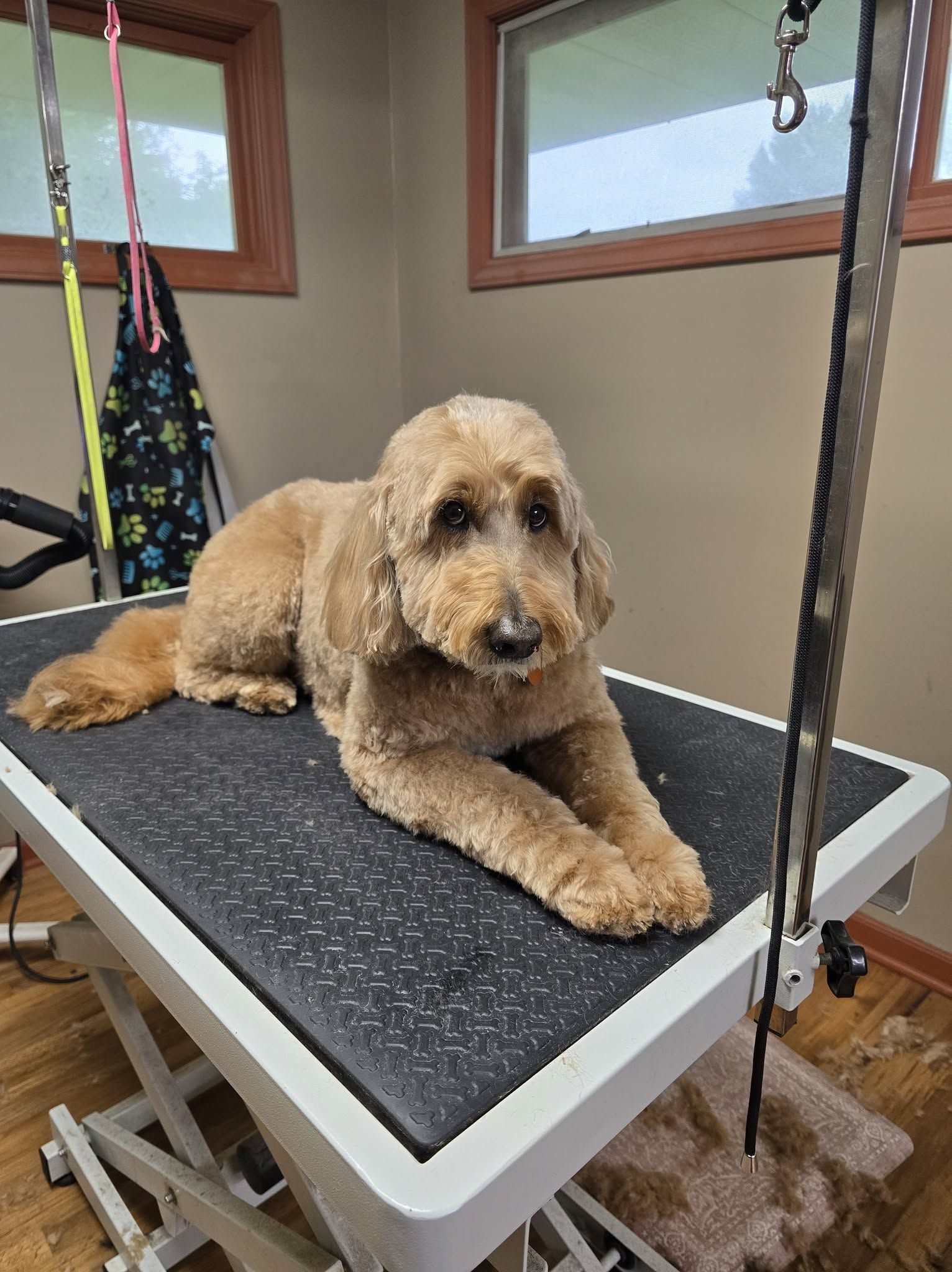 Curly tan dog lying on a grooming table in a pet salon, looking at the camera.