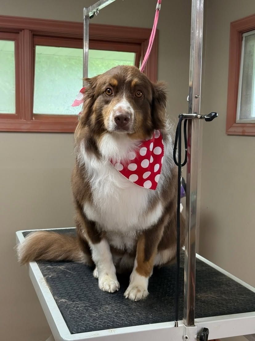 Brown-and-white dog wearing a red polka-dot bandana, sitting on a grooming table with a leash in a salon.