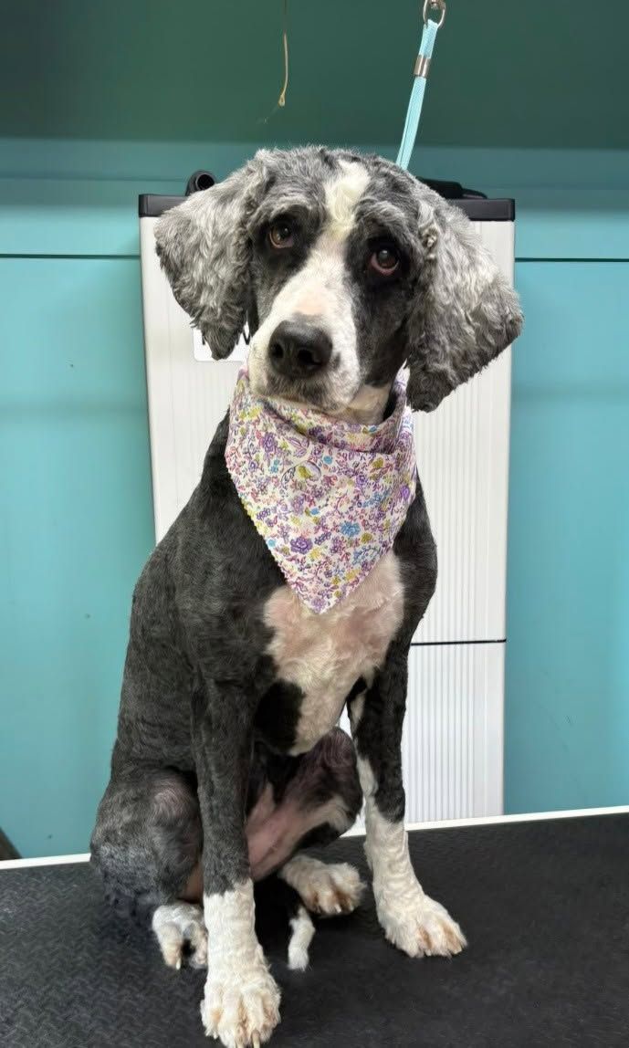Gray-and-white dog with curly ears wearing a patterned bandana, sitting on a grooming table with a leash attached