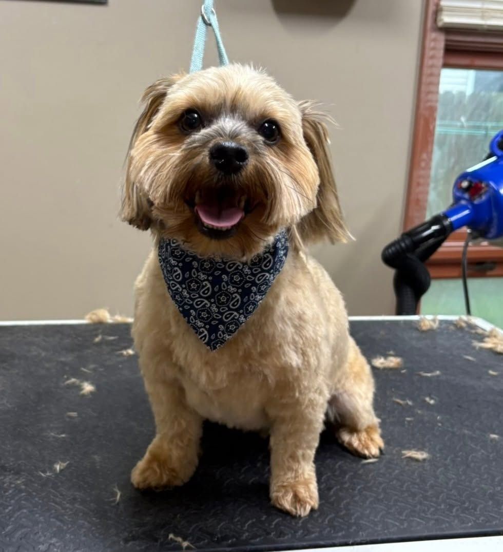 Small tan dog wearing a blue bandana, sitting on a grooming table and facing the camera, mouth open.