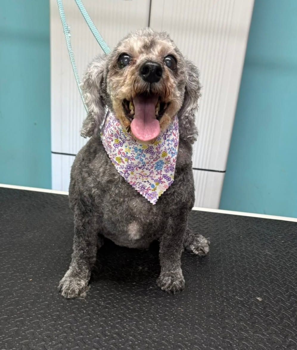 Small gray dog sitting on a grooming table, wearing a purple floral bandana and panting happily.