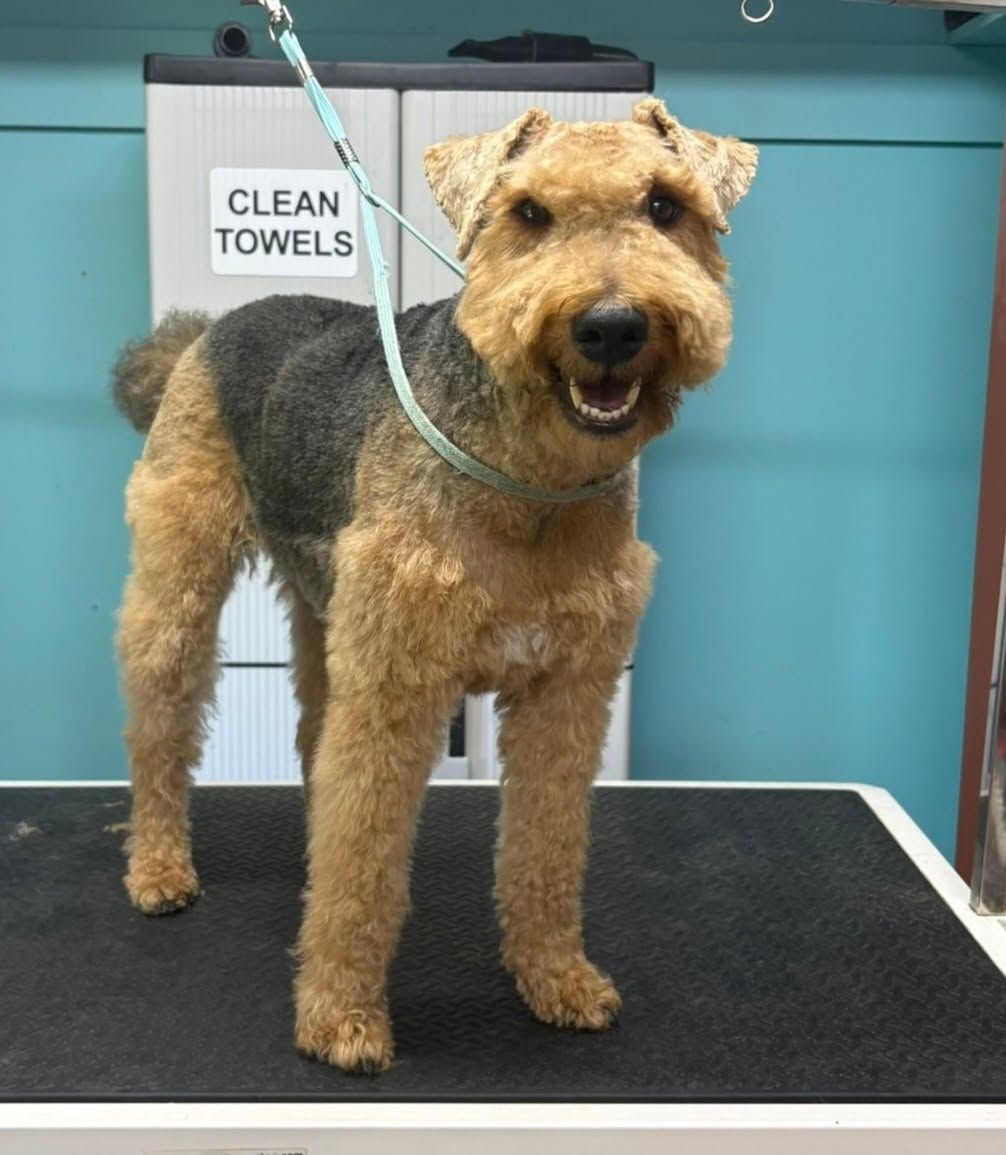 A tan and black dog standing on a grooming table beside a sign reading “CLEAN TOWELS.”