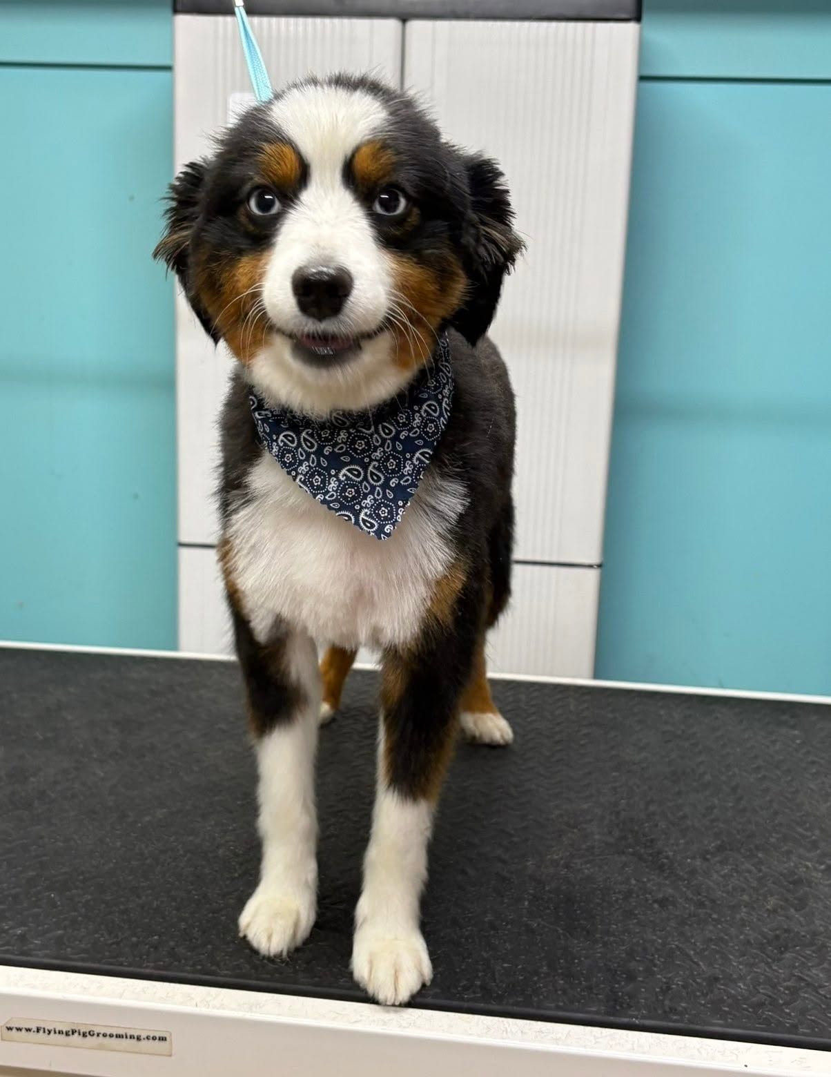Small tricolor puppy wearing a blue bandana stands on a grooming table
