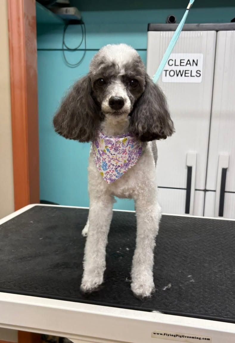 Small poodle with gray ears standing on a grooming table, wearing a floral bandana.