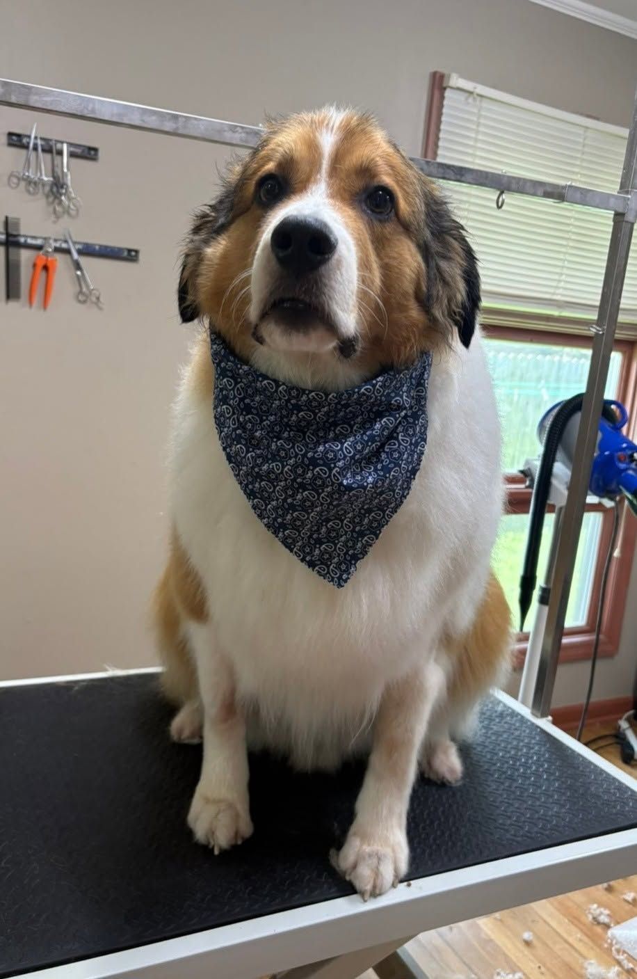 Dog with a blue bandana standing on a grooming table in a salon