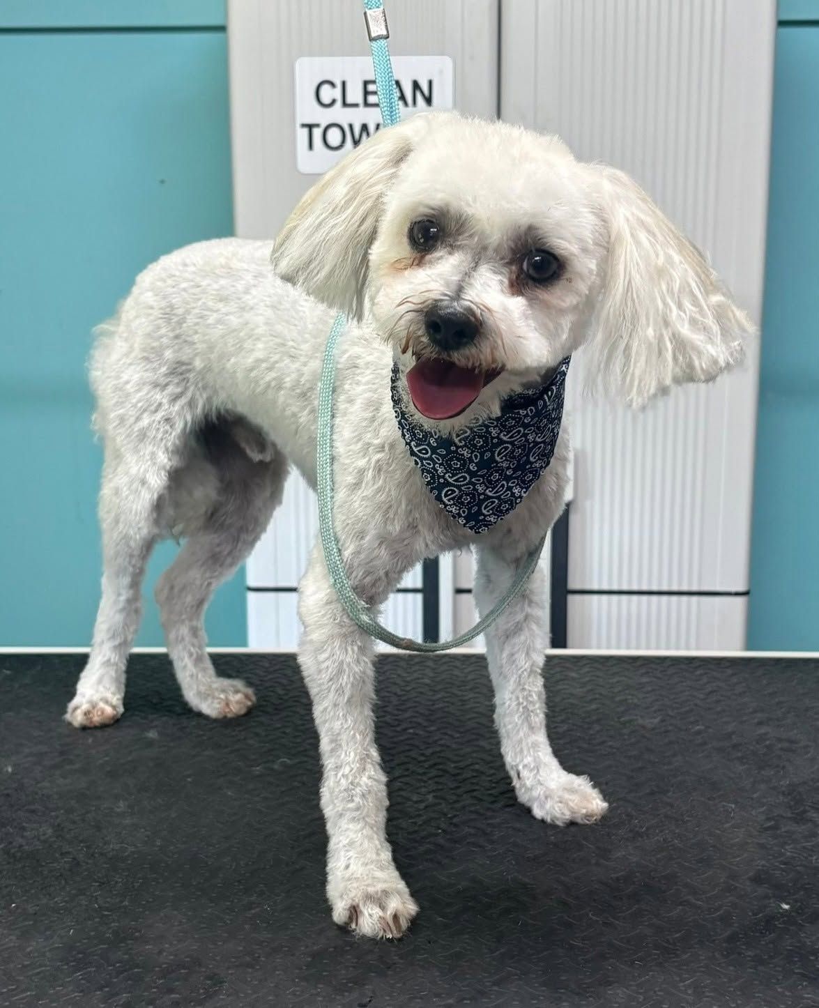 Small white dog in a navy bandana standing indoors, looking at the camera with mouth open.