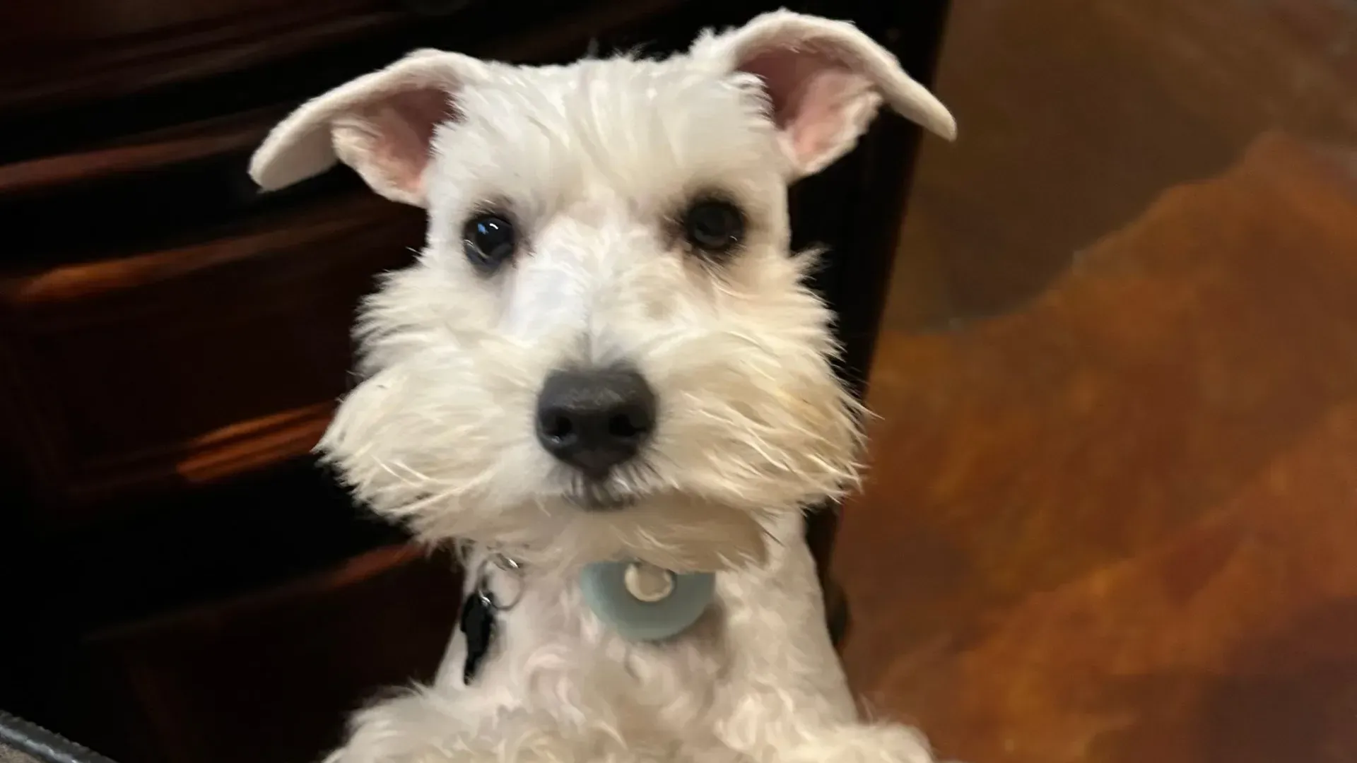 White terrier with perked ears and a blue collar sits indoors, facing the camera.