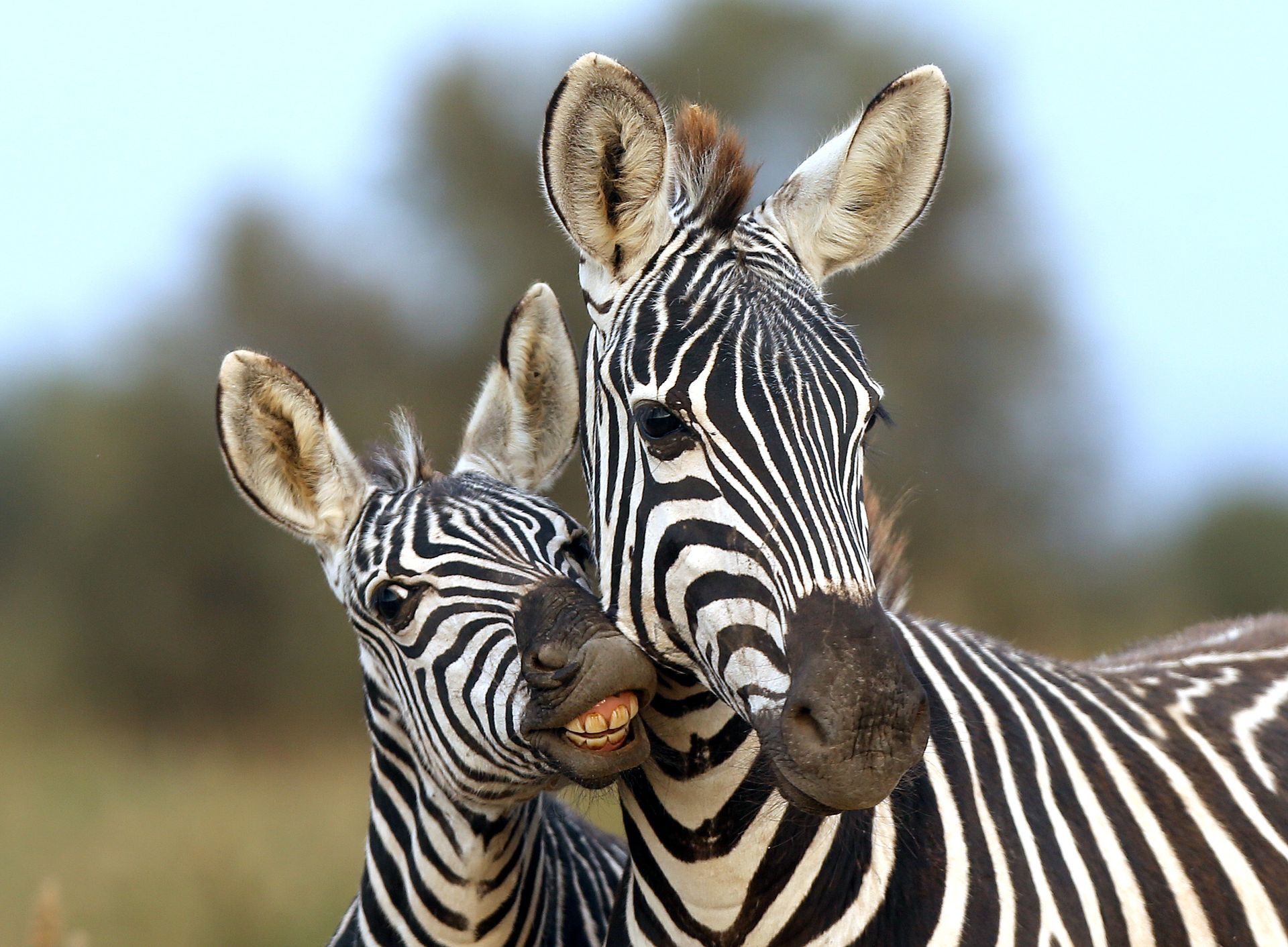 Two zebras, one young, nuzzle and face the camera. Black and white stripes in a grassy plain setting.