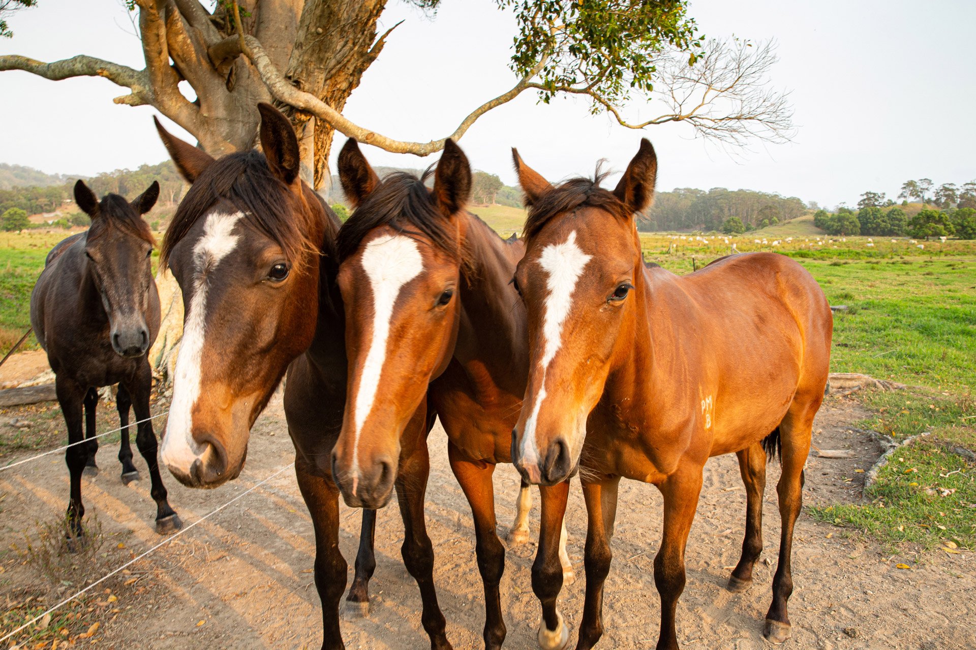 Pet & Livestock Supplies Geelong, VIC Geelong Farm Supplies