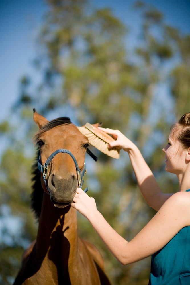 Livestock Supplies Geelong, VIC Geelong Farm Supplies