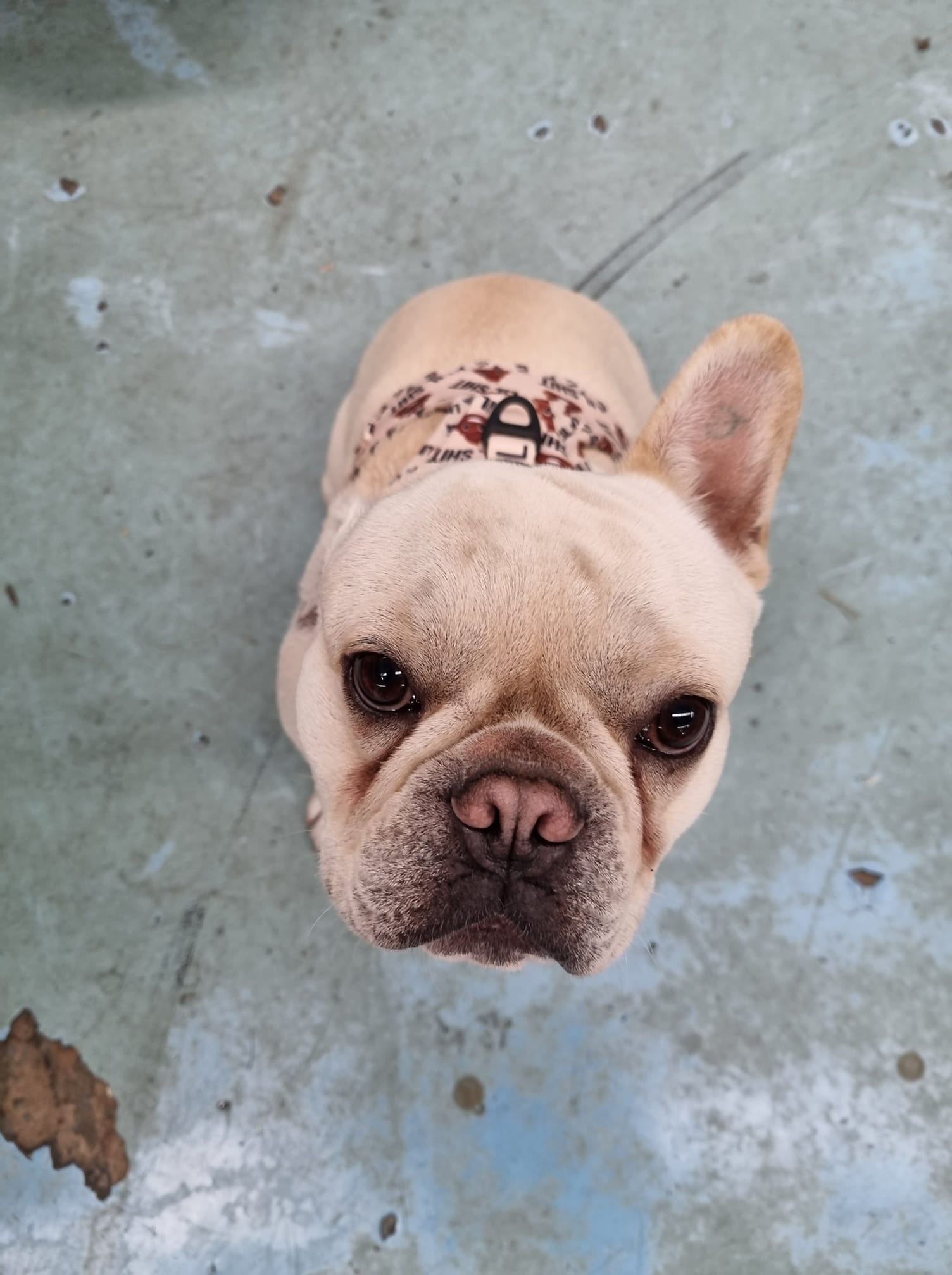 Pet & Livestock Supplies Geelong, VIC Geelong Farm Supplies