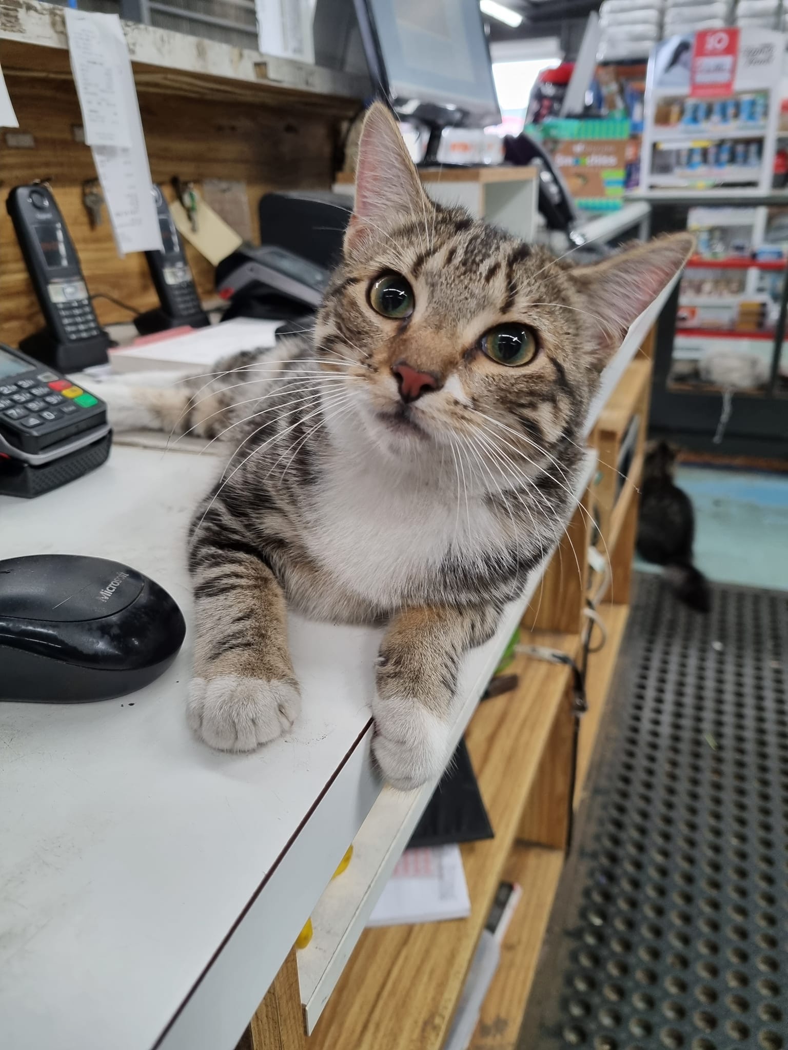 Pet & Livestock Supplies Geelong, VIC Geelong Farm Supplies