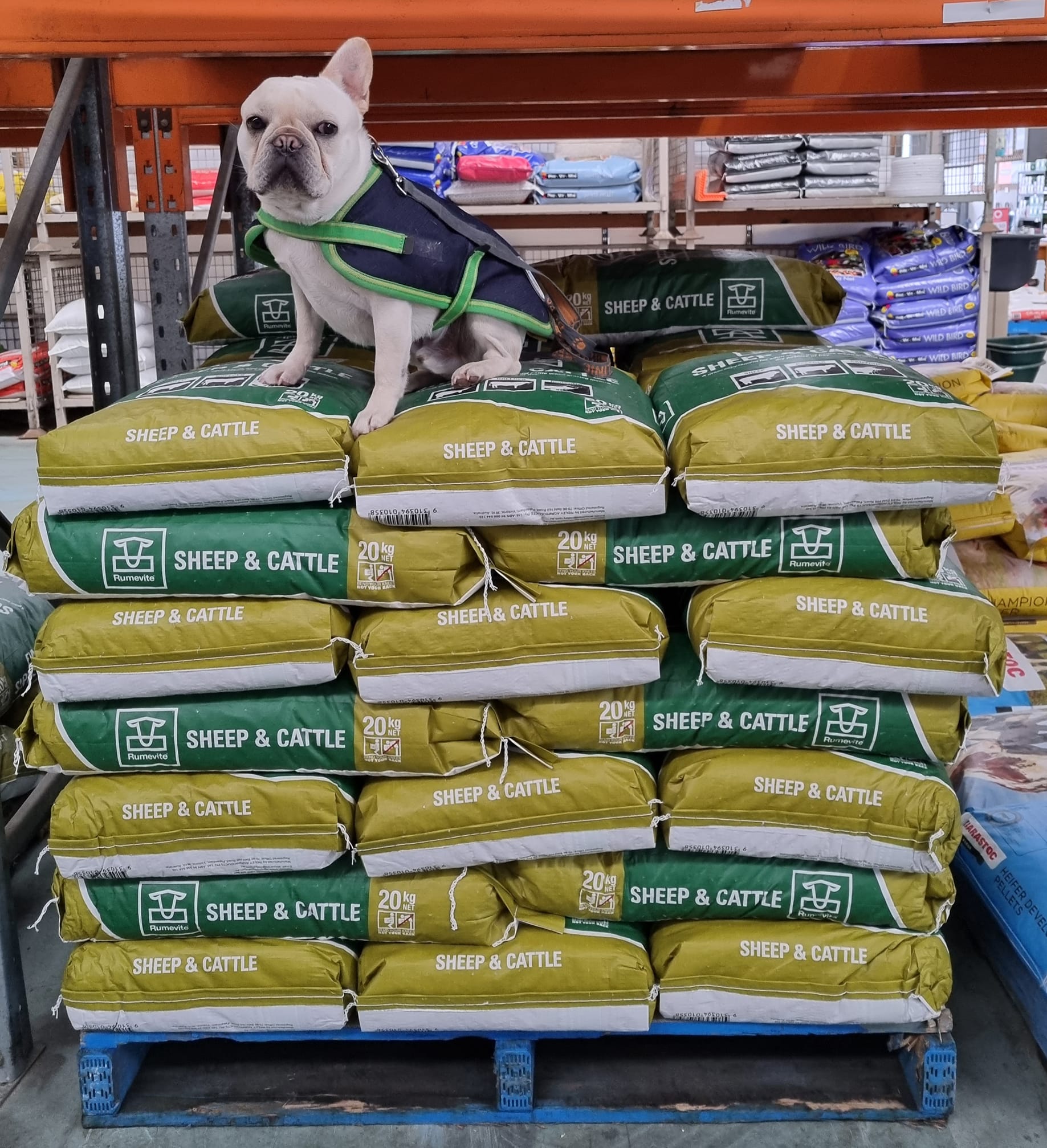 Livestock Supplies Geelong, VIC Geelong Farm Supplies