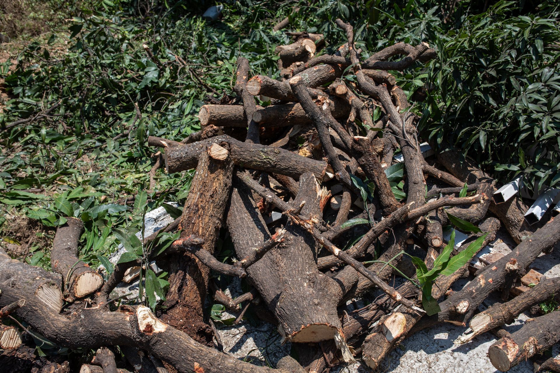 Pile of cut tree trunks, branches, and brush cleared from a lot.