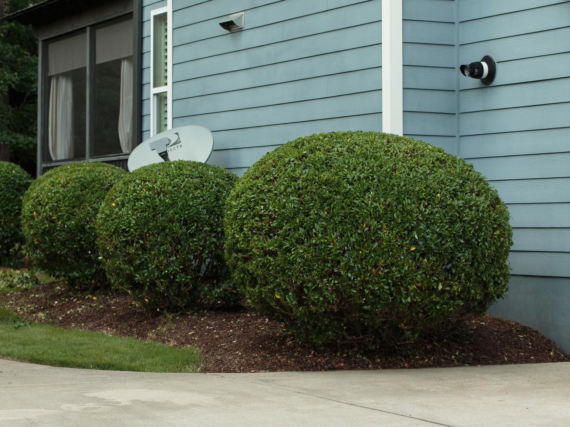 Three spherical green bushes line a building with blue siding and a satellite dish.