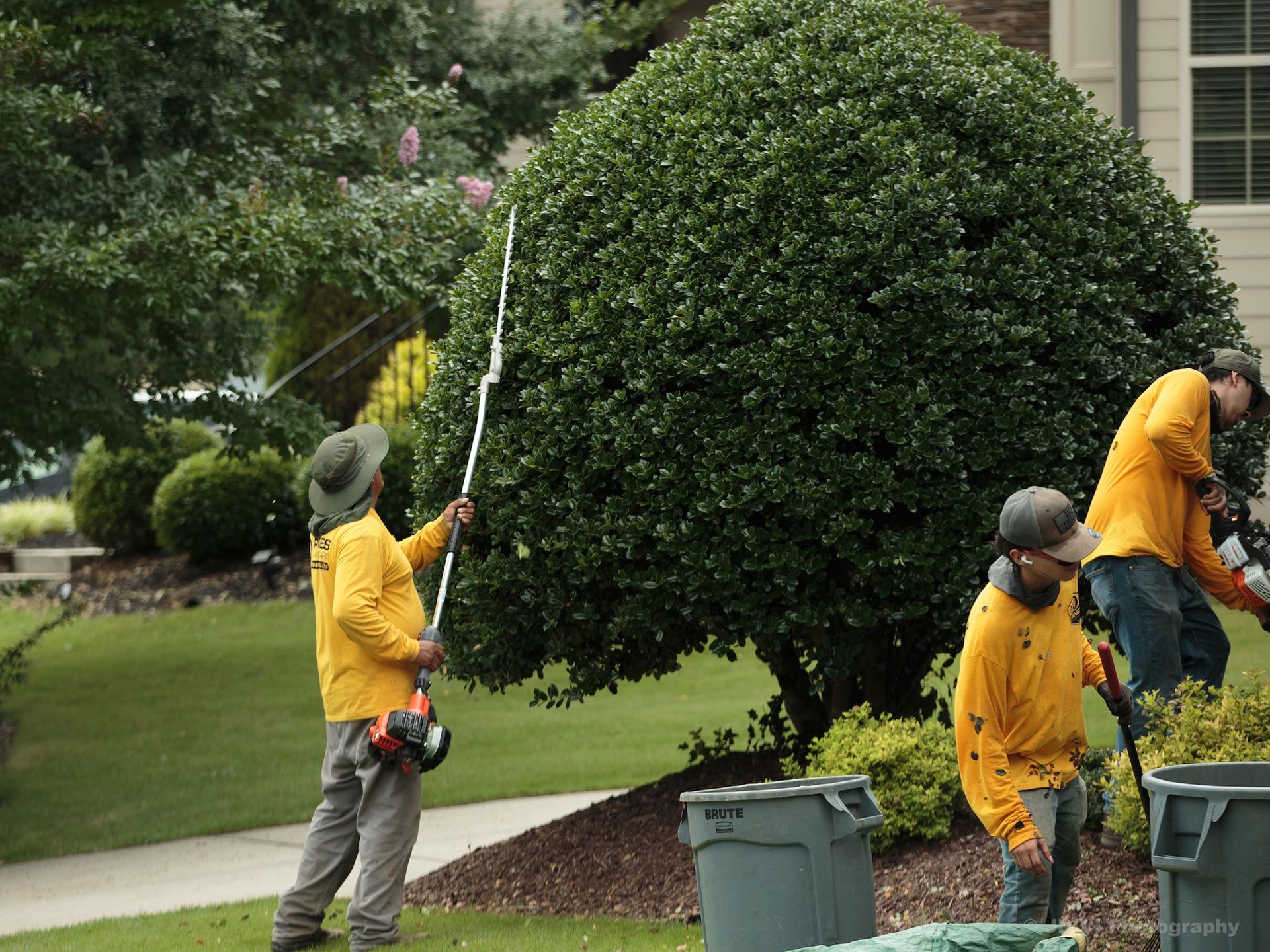 Landscapers in yellow shirts trim bushes with tools in front of a house.