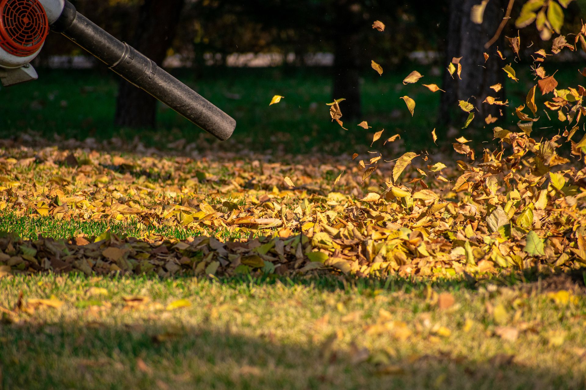 Using leaf blower to remove the dry leaves.