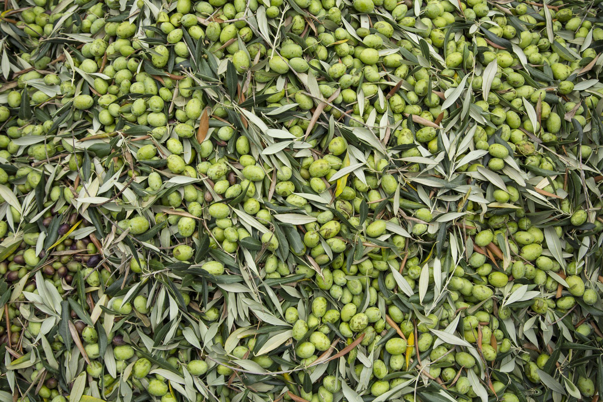 La Tenuta 100 Torri