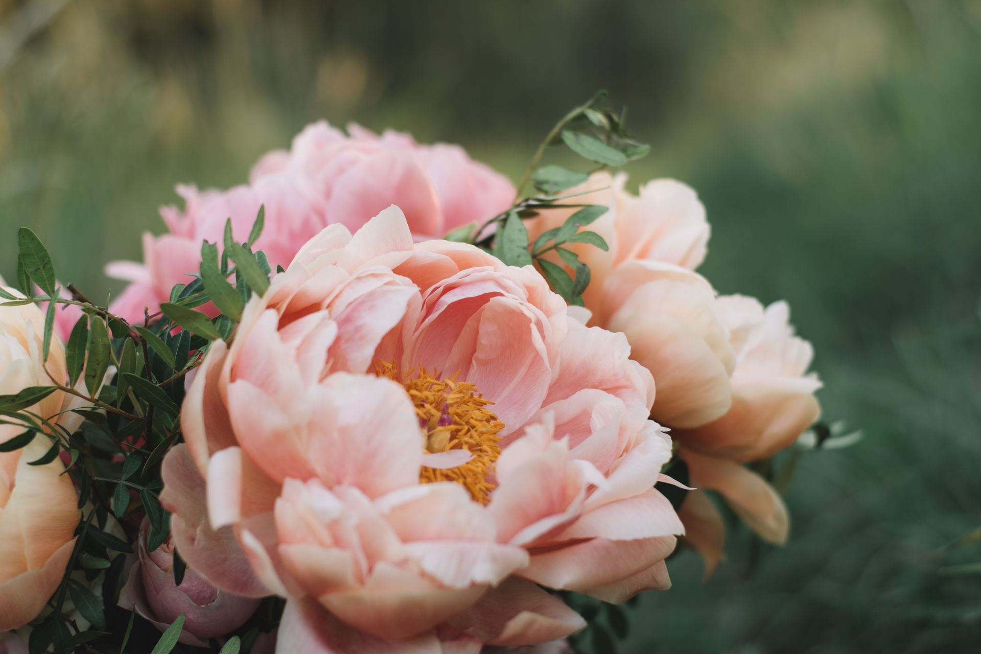Close-up of a bouquet of soft pink peonies with yellow centers and green foliage against a blurred natural background.