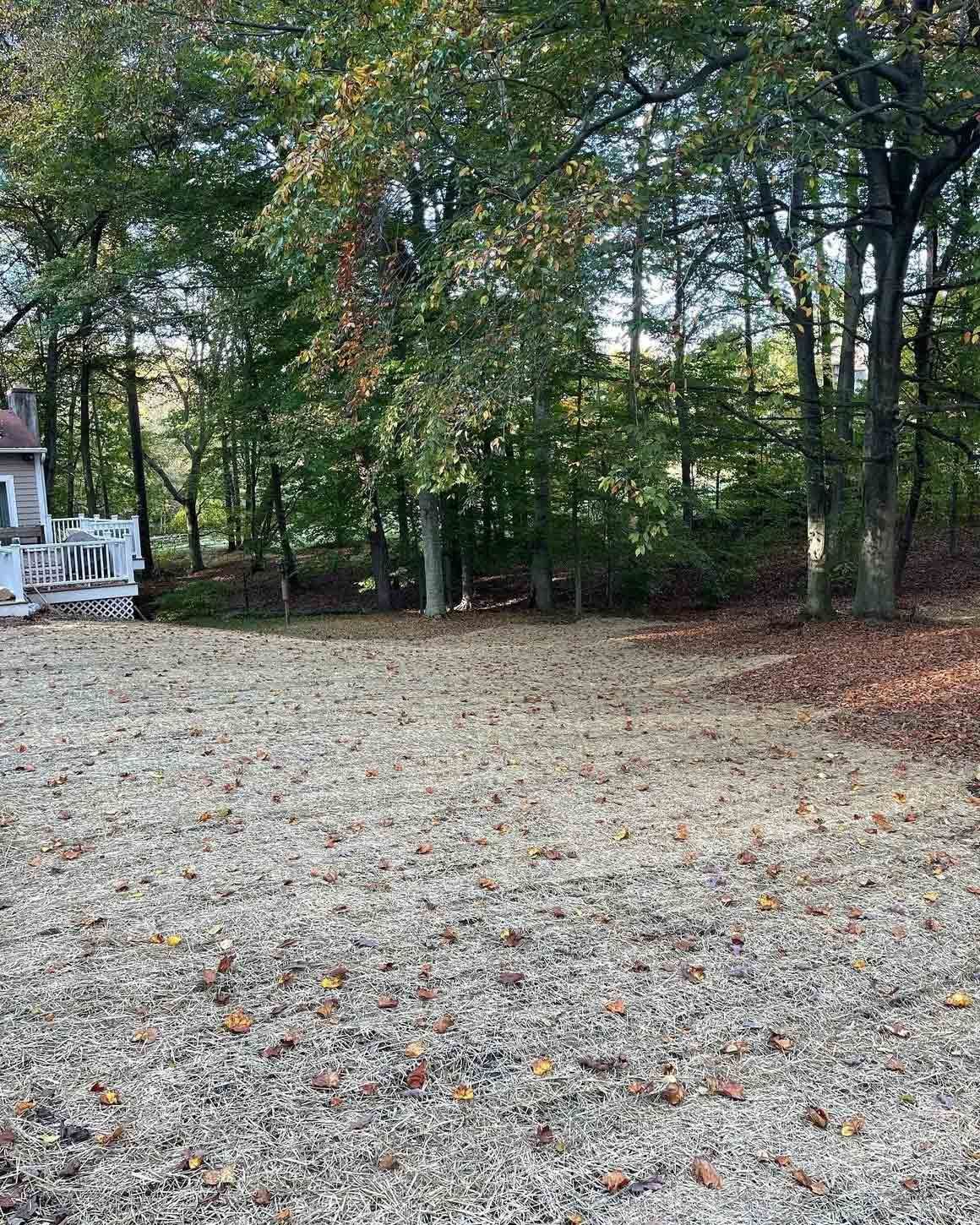 Grassy yard by a wooded treeline