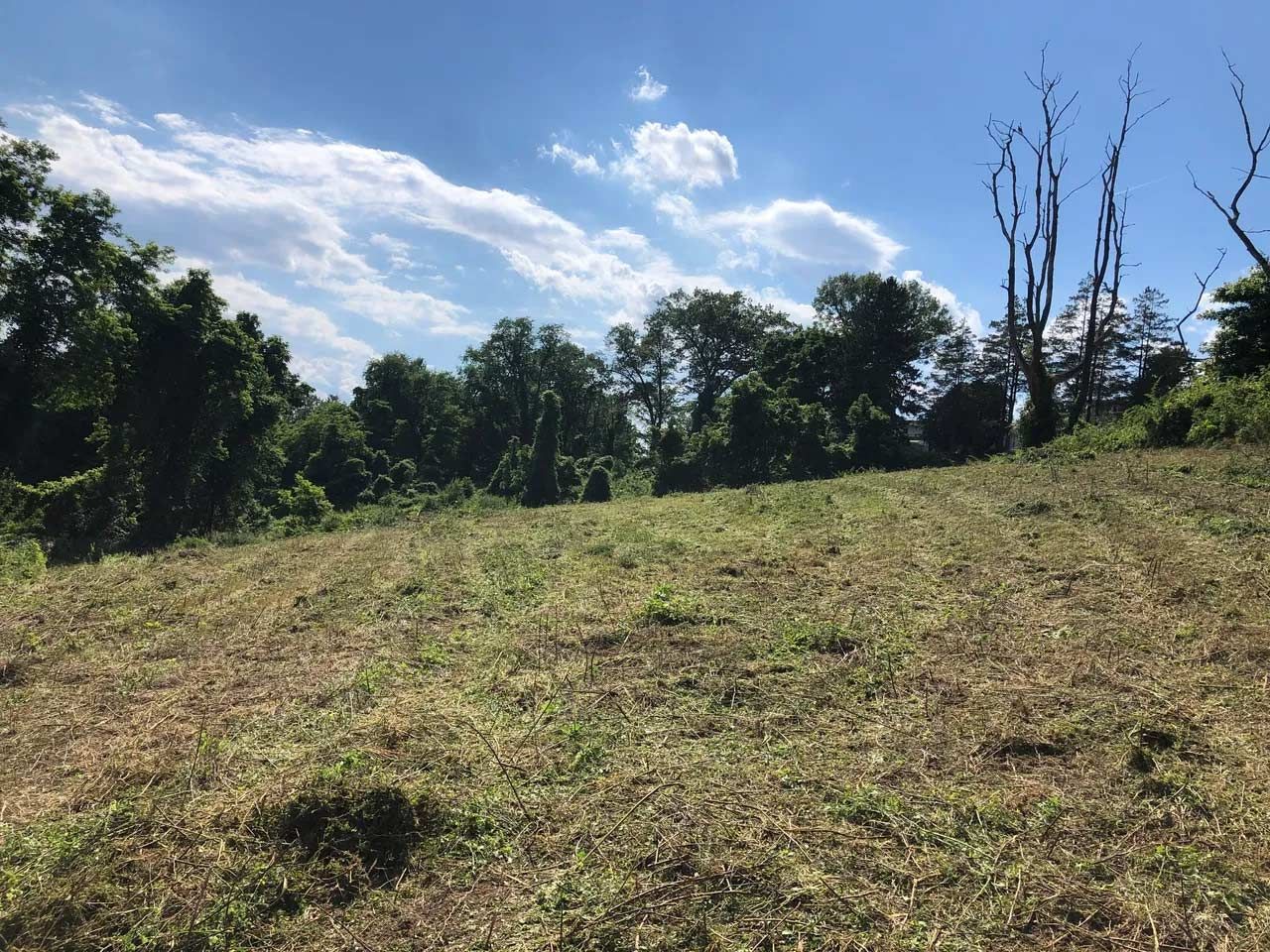 Grassy hillside with trees under blue sky