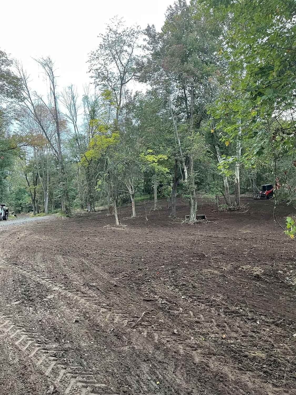 Freshly graded forest clearing